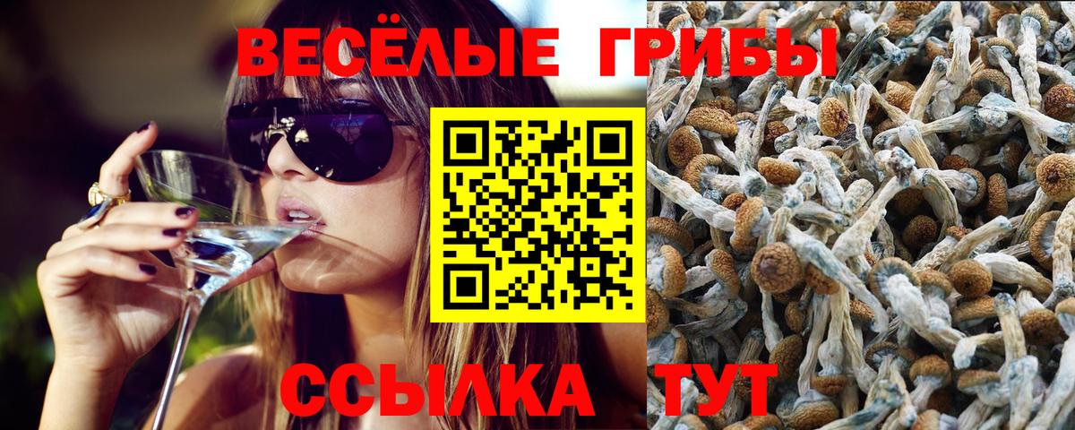 наркота  Галлюциногенные грибы Psilocybine cubensis  Вход с VPN  Курчалой 
